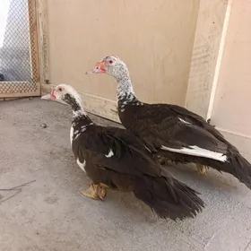 GIGANT MUSKUS ÖRDEKLER