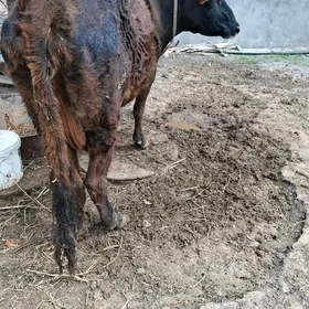 Swet goleli  tohum sygyr