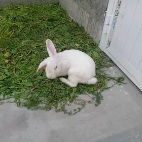 Welikan towşan erkek