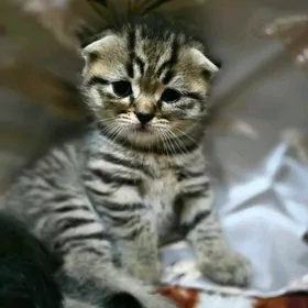 Шотландские