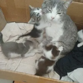 От лица котят (Самый умилитель