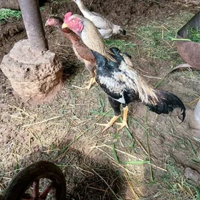 Taşgent towuk ördek induk jüje