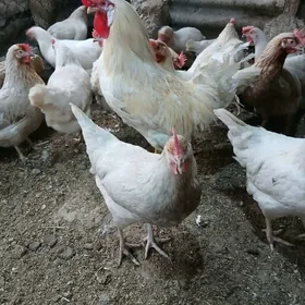 Towuk induk jüje gus taşgent