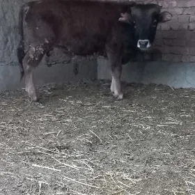 OKÜZ ŞWES TOHIM ARASSA