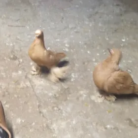 Голуби жёлтые двух чубые