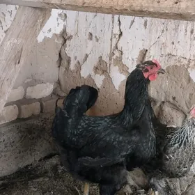 Gigant towuk ýumurtga