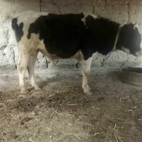 galiştin paroda öküz