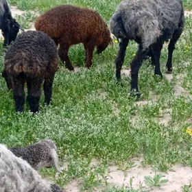 guzuly goyun gysyr goyun