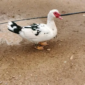 ördek indutka odmen ba