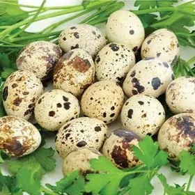 BEDENE YUMURTGA ELIN 0,60 teñ