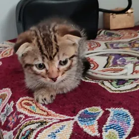 вислоухие котяты