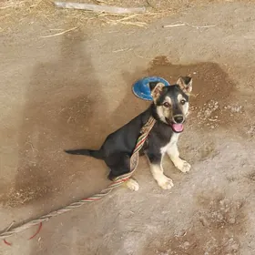 Nemes awcarkasy 3 aylyk