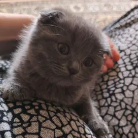 piśik вислоухий котёнок