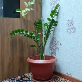 замиакулькас