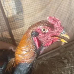 Baysy hoarBaysy horaz