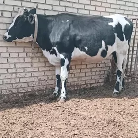 gibrit galesteyin gulajyn