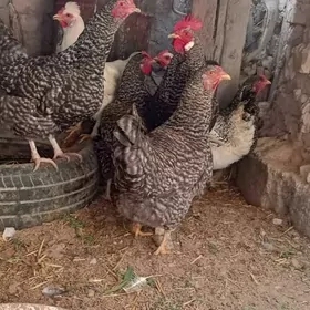 даминат товыклар