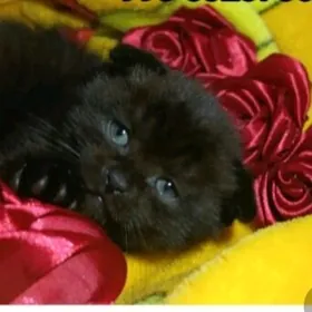 Arassa şotland pişikler