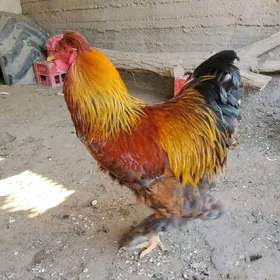 Брома хороз голт