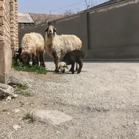 гузылы гоюн