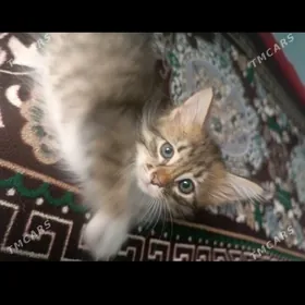 маленькая девочка-кошка