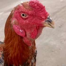 бойсов хораз