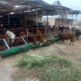 sygyrlar öküzler ve gulajyn