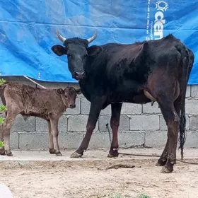 GİBRİT GÖLELİ SYGYR