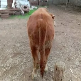 Sagdyn bakylyp yoren