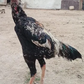 Çistiý özbek jüýje