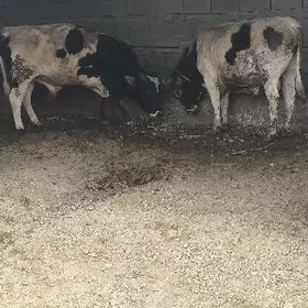 SWES 3 YASAR OKUZLER