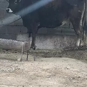 ARASSA SWES BOGAZ TUWE