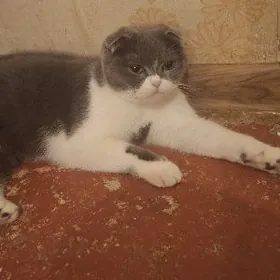 продаётся шотландский вислоуха