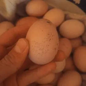 Brama Towugň Yumurtgasi