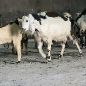 Pakistan urkacy geciler