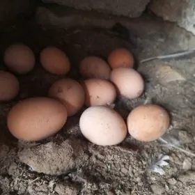 Brama Towugň Yumurtgasi