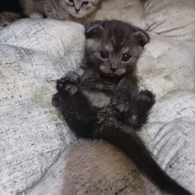 кошки шатланские