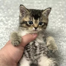 şotlan/шотландский