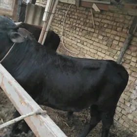 3 sany ökũz 1unajyn