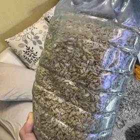 гаммарус 5 литров