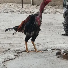 Taşkent horaz. Brama