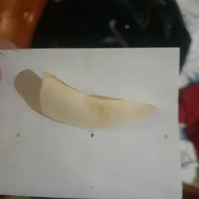 Клык кабана.