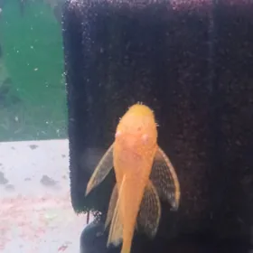 Анциструсы