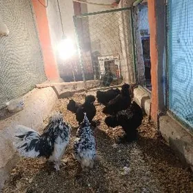 sularyn yumurtkasy bar  karlik