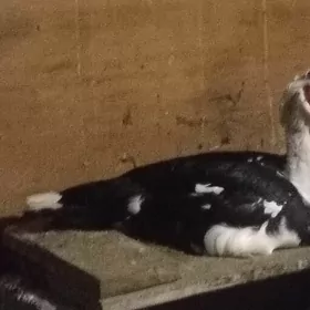 Indiutka ordek horaz