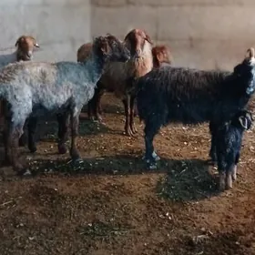 guzuly we owlakly malla