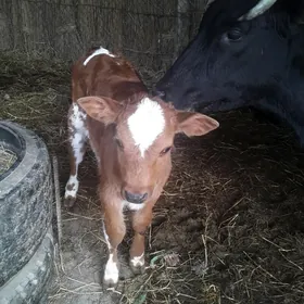 Саглык сыгыр