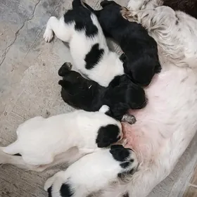 собака щенки