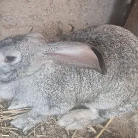 виликан товшан