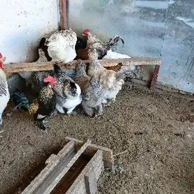 брама,гигант йумурта